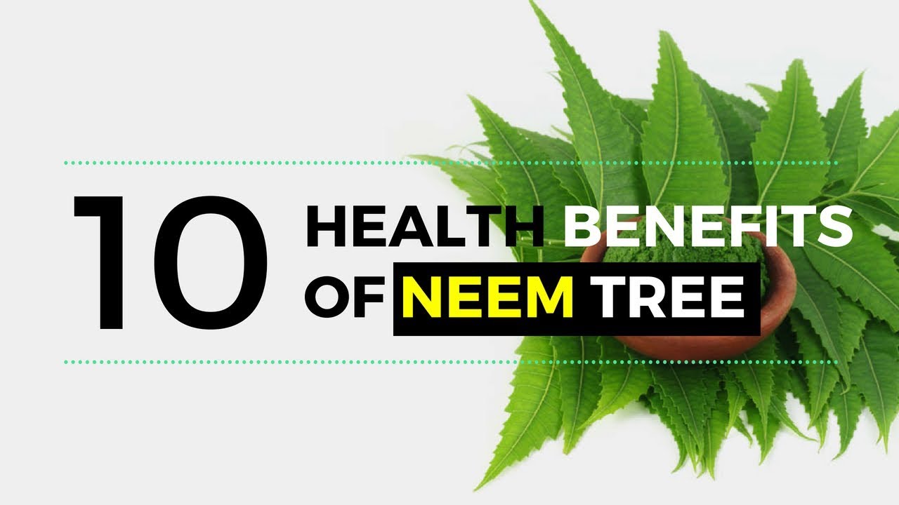Neem Tree Health Benefits of Neem Tree and Leaves for Skin Skin Diseases Home Remedies