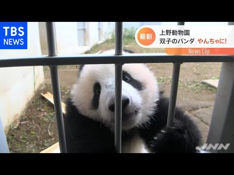 上野動物園 双子のパンダ やんちゃに！