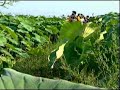 八大巨星 同欢共乐贺新年 新年颂 喜临门 欢迎新年到 京城喜迎春 Official MV 八大巨星 同欢共乐贺新年 新年颂 喜临门 欢迎新年到 京城喜迎春 Official MV