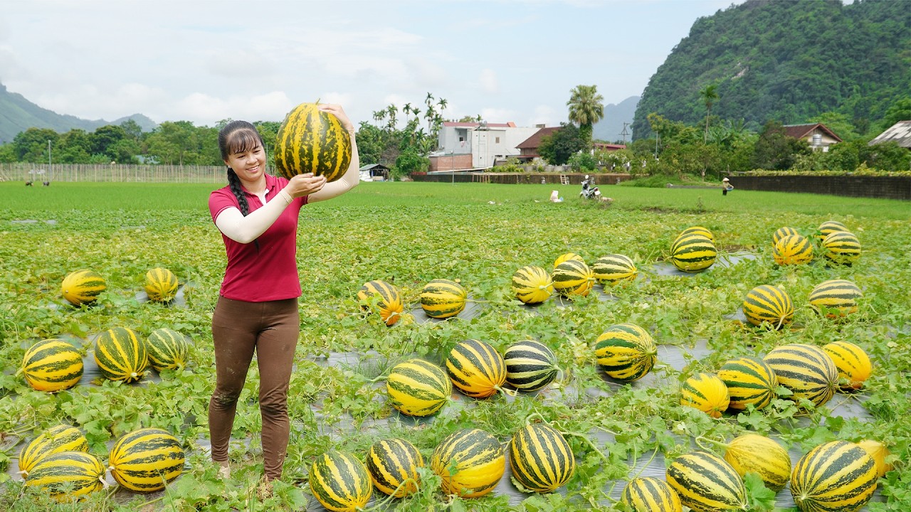 Use 3 Wheeled Truck To Harvesting 1000+ Sweet Melon Go To Market Sell - Farm Life