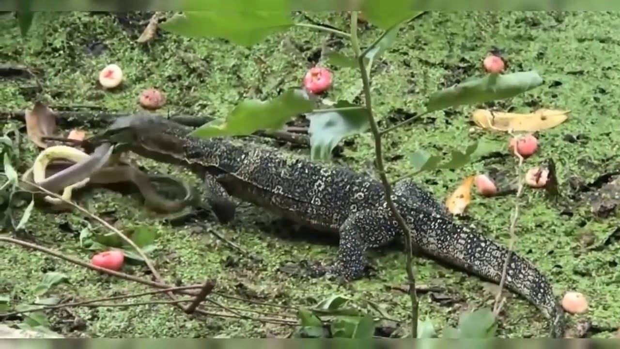 Wild Discovery Animals Craziest Animal Fights Caught On Camera! Animals Documentary 2018 YouTube