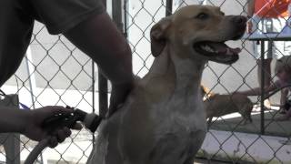 At the Shelter: Episode 1