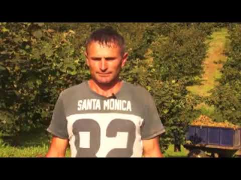 თხილის მოსავალი