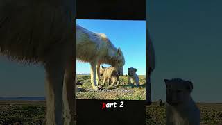 #nature #animals #wlidlife #fyp