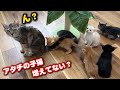 ママ猫に知らない子猫4匹預けてみたら…