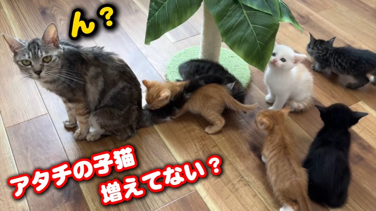 ママ猫に知らない子猫4匹預けてみたら…