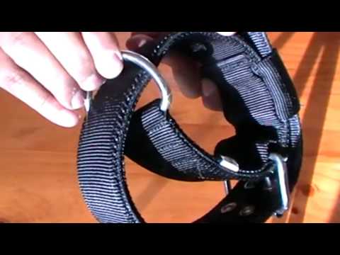 heavy-duty-dog-collars-australia---squeaker---keep-them-safe.