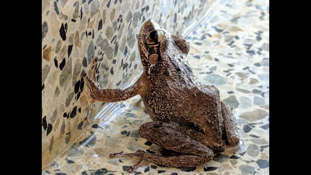 Hector Alfonso Torres performs El Coqui by Jose Ignacio Quinton YouTube