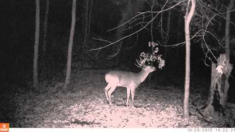 Proven Whitetail Attractant  Wind Pro Mock Scrape System