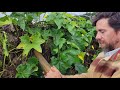 Moment of Science: How Loofah Sponges Are Grown