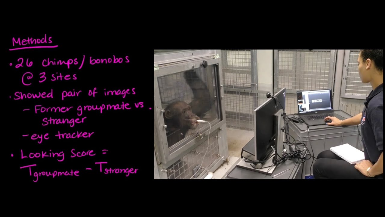 Do apes remember their friends from years ago? | SJK Academy | Chimps & Human Similarities