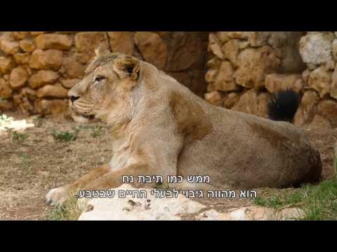 גן החיות התנ"כי - סרט למרכז המבקרים