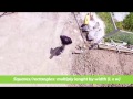 Measuring the area for your new lawn