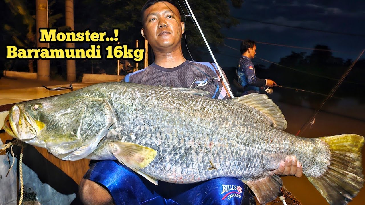 Pecah Record..!! Casting Barramundi Monster Hampir 16 Kg Di Kolong Jembatan Spait..!!!