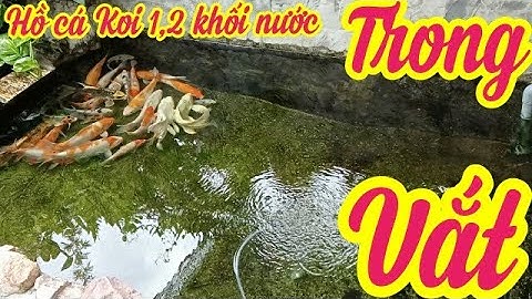 Riview: Hồ Cá Koi 1,2 Khối Nuôi Cá Việt Đẹp - Bộ Lọc 3 Ngăn + Bơm 12000l/h .Hồ Em Hưng ở Bình Định.