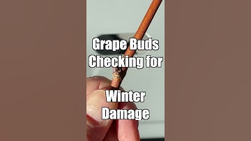 How to check dormant grape buds for winter damage