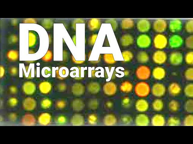DNA Microarrays - Cancer Gene Expressions - Pharmacogenomics - YouTube