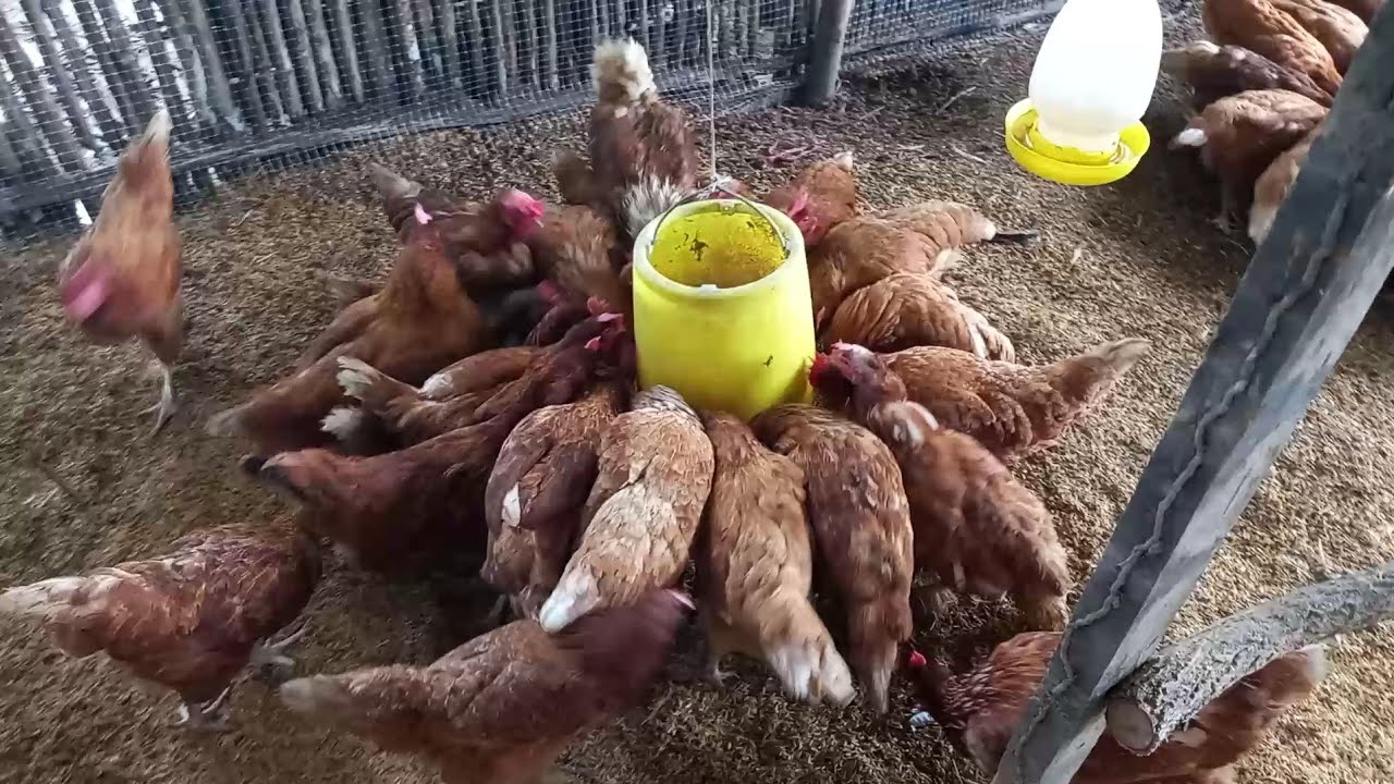 Chicken's Not Laying Eggs ??? Improving Your Chicken Coop For Better