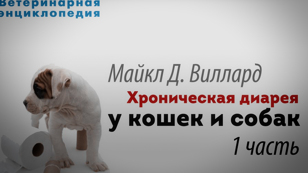 Хроническая диарея у кошек и собак. 1 часть