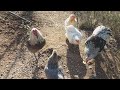 Comportamiento y jerarquía de gallos y gallinas