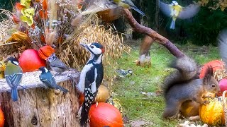 Cat TV for Cats to Watch 😺 Playful Birds and Silly Squirrels🐿️ Autumn Fun for Your Furry Friend by Red Squirrel Studios 40,144 views 5 months ago 10 hours