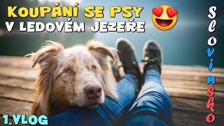 KOUPÁNÍ SE PSY v jezeře a moje ŠTĚNĚ poprvé PLAVE❤️!| Slovinsko Vlog 2. část