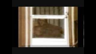 Elvis After Death Pictures