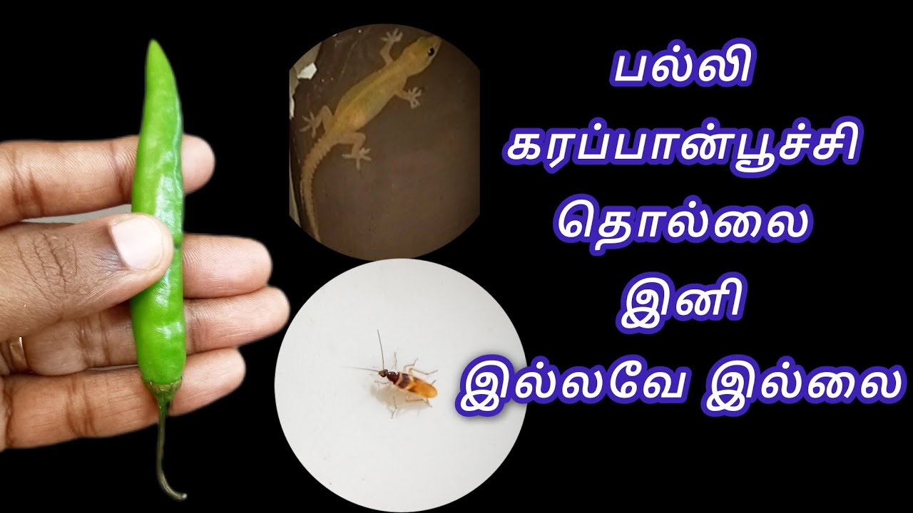 செலவே இல்லாமல் வீட்டிலிருக்கும் பல்லி, கரப்பான்பூச்சியை அடியோடு விரட்டலாம் | kitchen tips in tamil