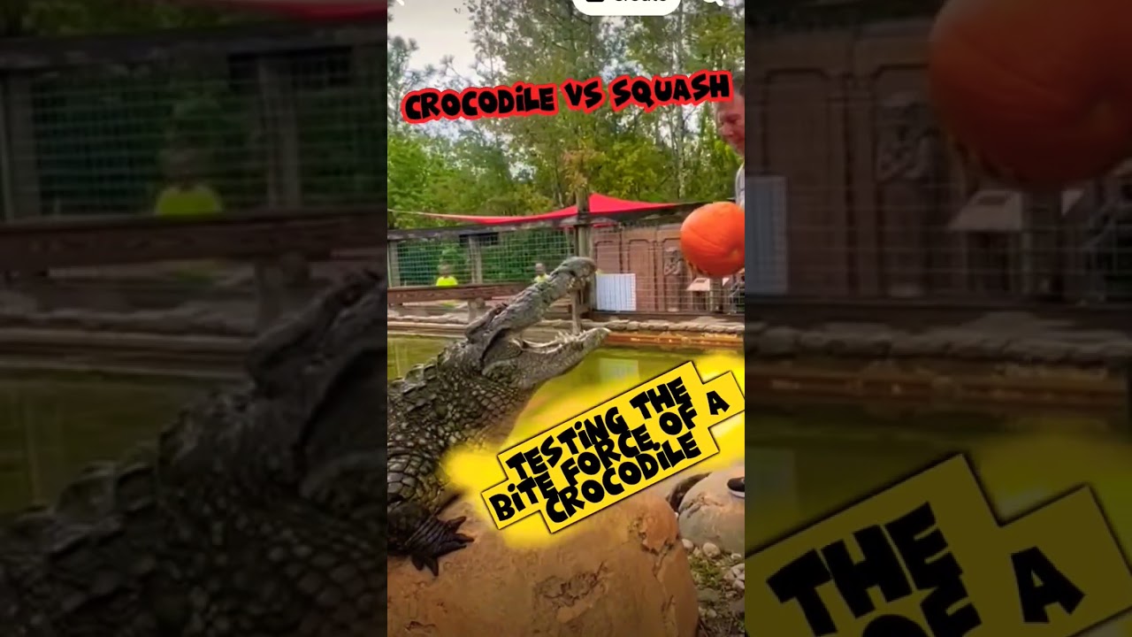 Jaw-Dropping Experiment: Testing a Crocodile's Bite Force with a Squash! 🐊🎾