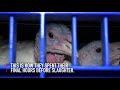 Christmas Cruelty: Turkeys eaten alive on award-winning farm