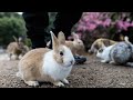 The Dark Side of Japans Rabbit Island