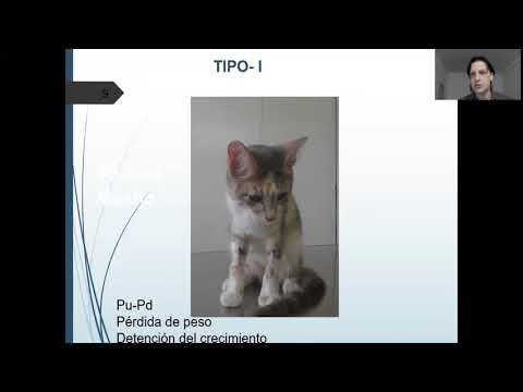 Video: Alto Contenido De Proteínas En La Orina, Gatos Y Diabetes, Cristales De Estruvita Gatos, Problemas De Diabetes En Gatos, Diabetes Mellitus En Gatos, Hiperadrenocorticismo En Gatos