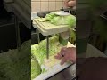 Upgrade Your Kitchen Skills: Shred Cabbage in Record Time! #shorts