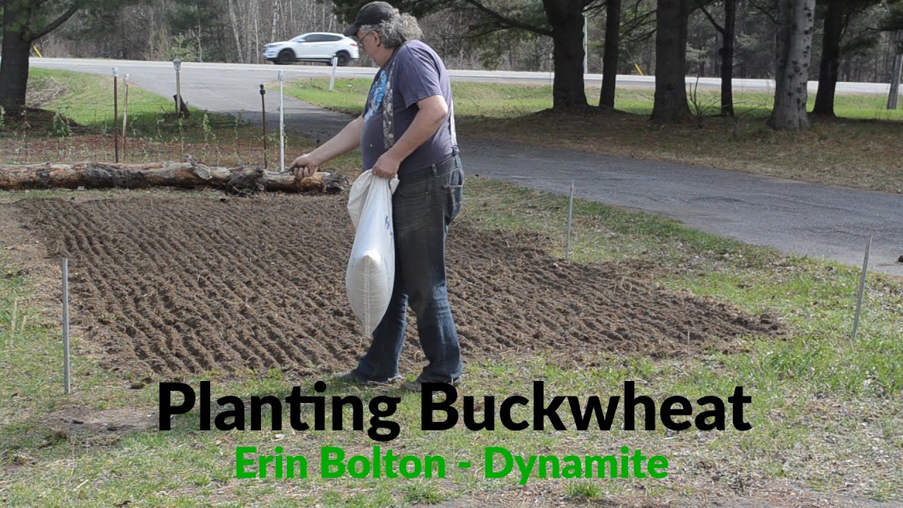 Planting Buckwheat YouTube
