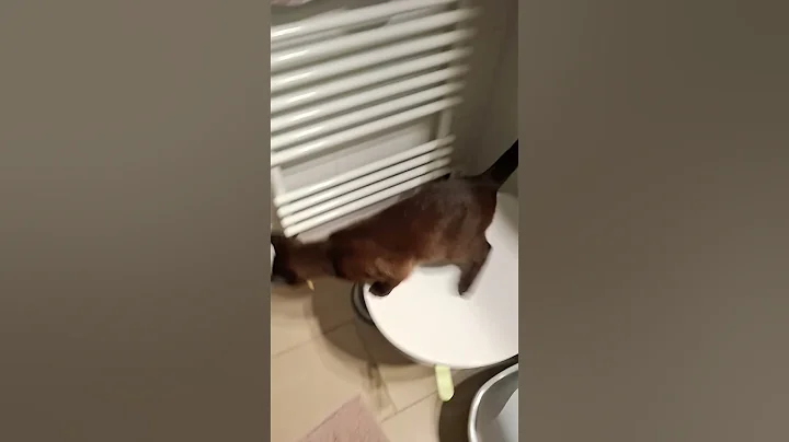 Video 11452351: burmese cat kitten, funny burmese cat, cat kitten steal, haired kitten