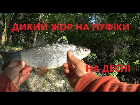 ДИКИЙ ЖОР НА ПУФІКИ НА ДЕСНІ! Не очікували такої роздачі гарної риби!