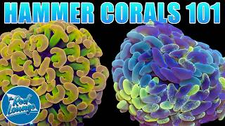 Hammer Corals 101 - Hammer Care Guide