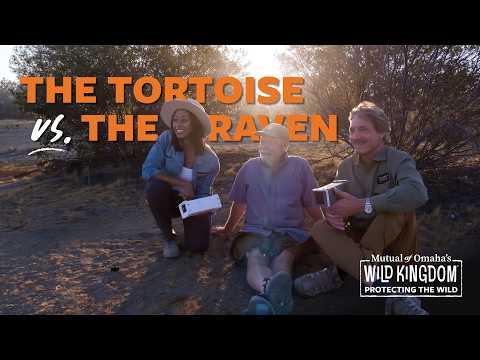 Desert-Dwelling Tortoise | S1 E1 | Protecting the Wild