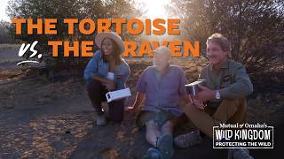 Desert-Dwelling Tortoise S1 E1 Protecting the Wild