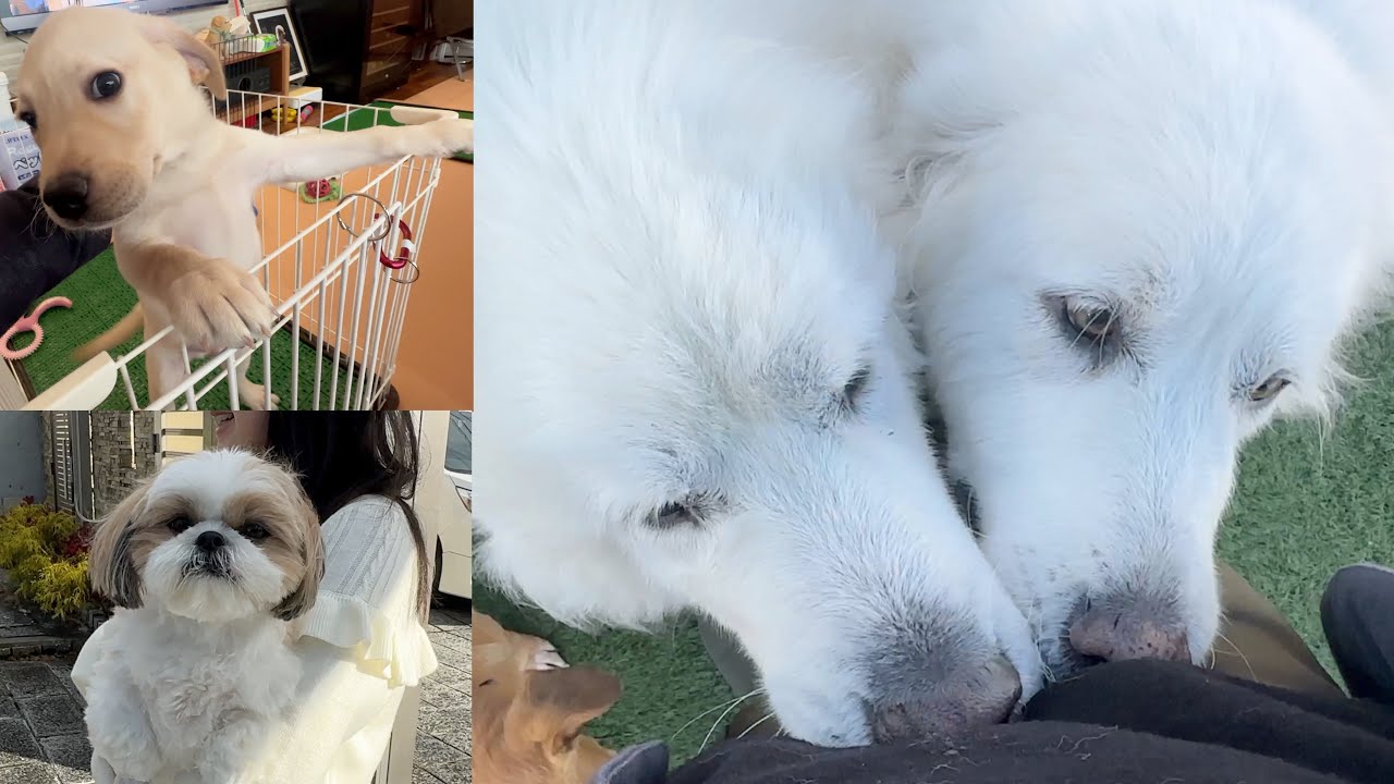 シーズーとラブとのふれあい