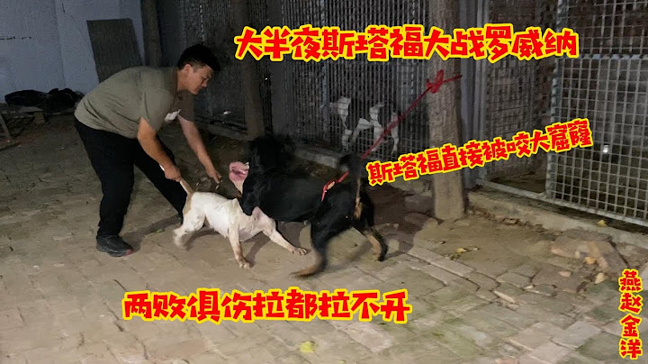 半夜斯塔福大战罗威纳，斯塔福被咬大窟窿，两败俱伤拉都拉不开 - 天天要闻