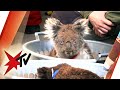 Deutsche Tierretter in Australien: Nothilfe für verletzte Tiere | stern TV