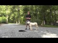 Komondor Dog Training High Point NC  Diamond の動画、YouTube動画。