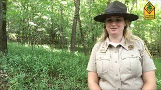 Devil's Den State Park CCC Interpretive Trail Virtual Guided Hike