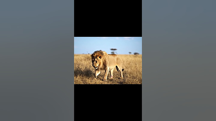 Lessons from the king of the jungle #rescueanimals #rescueanimal