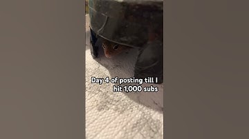 Day 4 of posting till I hit 1,000 subs #gecko #geckos #tokaygecko #leopardgeckos #pets  #shorts