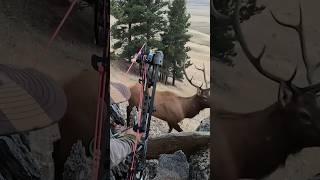 Very Close situation Perfect bow shot#wildlife #deerhunting #deer #hunting #bow #bowhuntordie