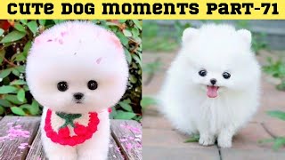 Cute dog moments Compilation Part 71| Funny dog videos in Bengali by Askoholic Shorts বাংলা 1 month ago 4 minutes, 15 seconds 40,008 views
