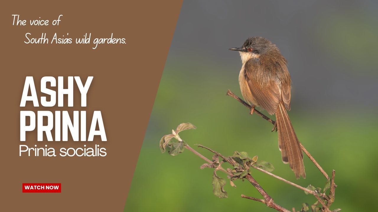 Ashy Prinia | The voice of South Asia’s wild gardens | 