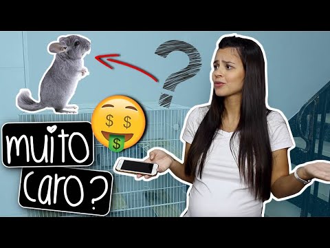 Vídeo: Como Escolher Uma Chinchila